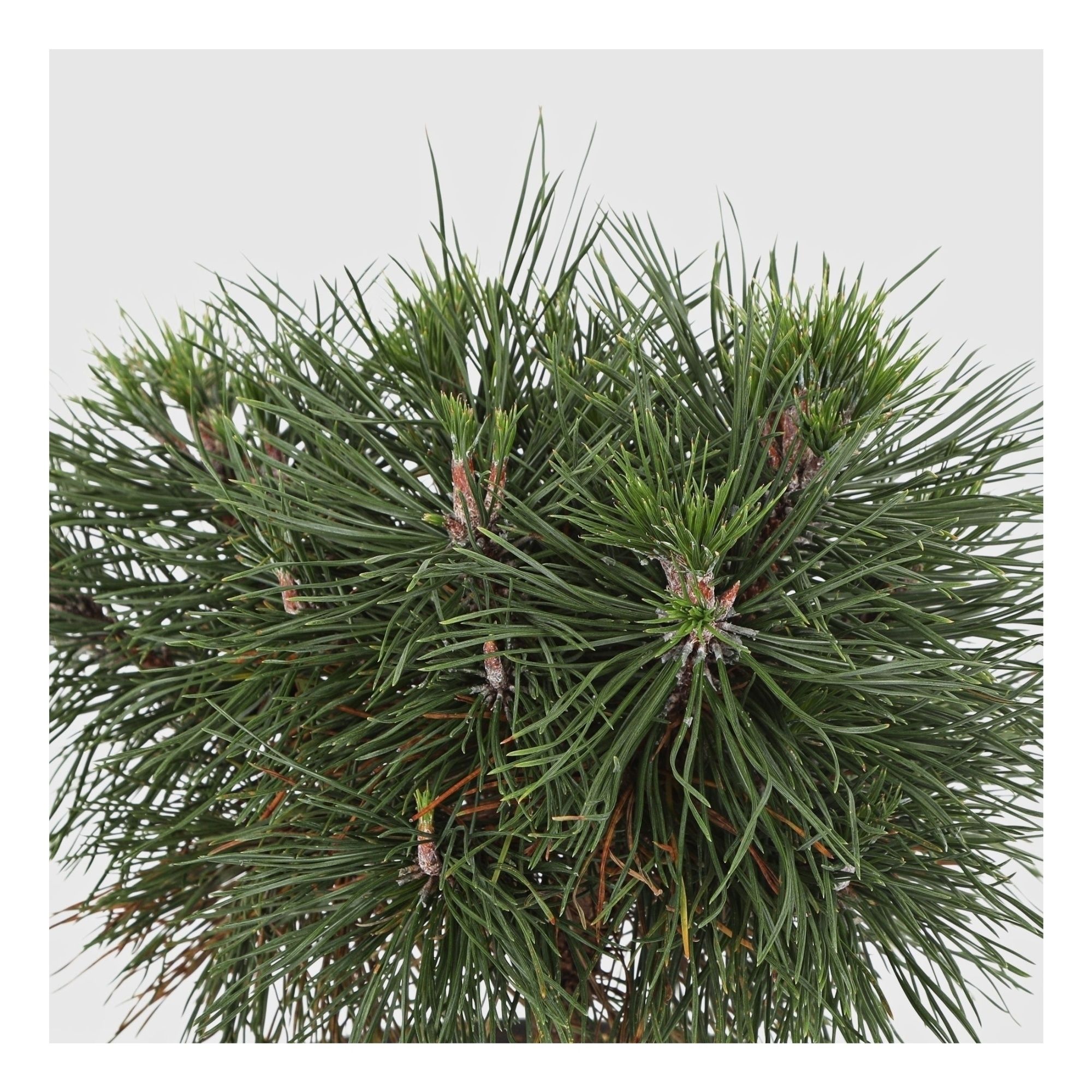 Сосна Pinus mugo varella 50 см