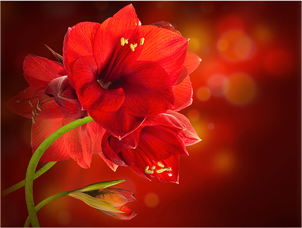 красивые цветы красного цвета фото