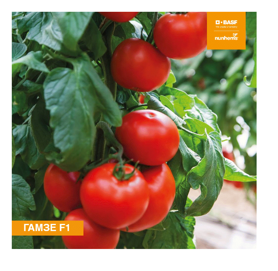 Семена томат Планета Садовод Гамзе F1 N7833 1 уп.