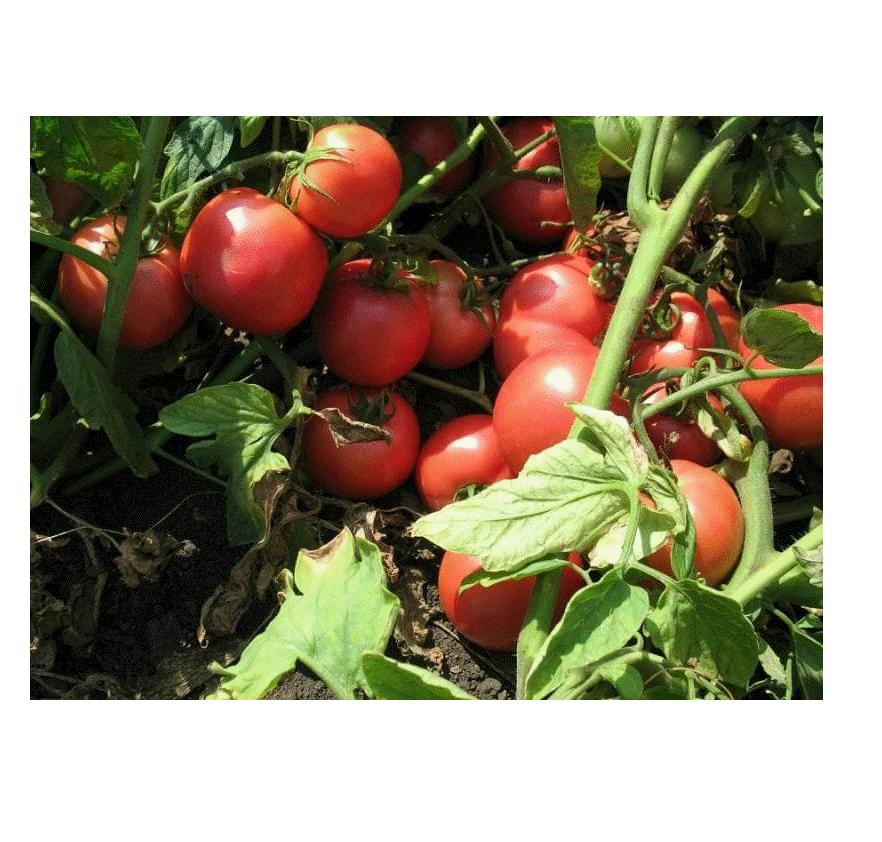 Семена томат Планета Садовод Тарпан F1 элит N7836 1 уп.