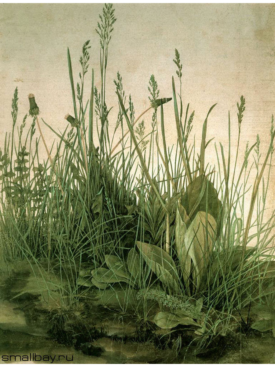 

Постер DRABS A3 Альбрехт Дюрер Куст травы