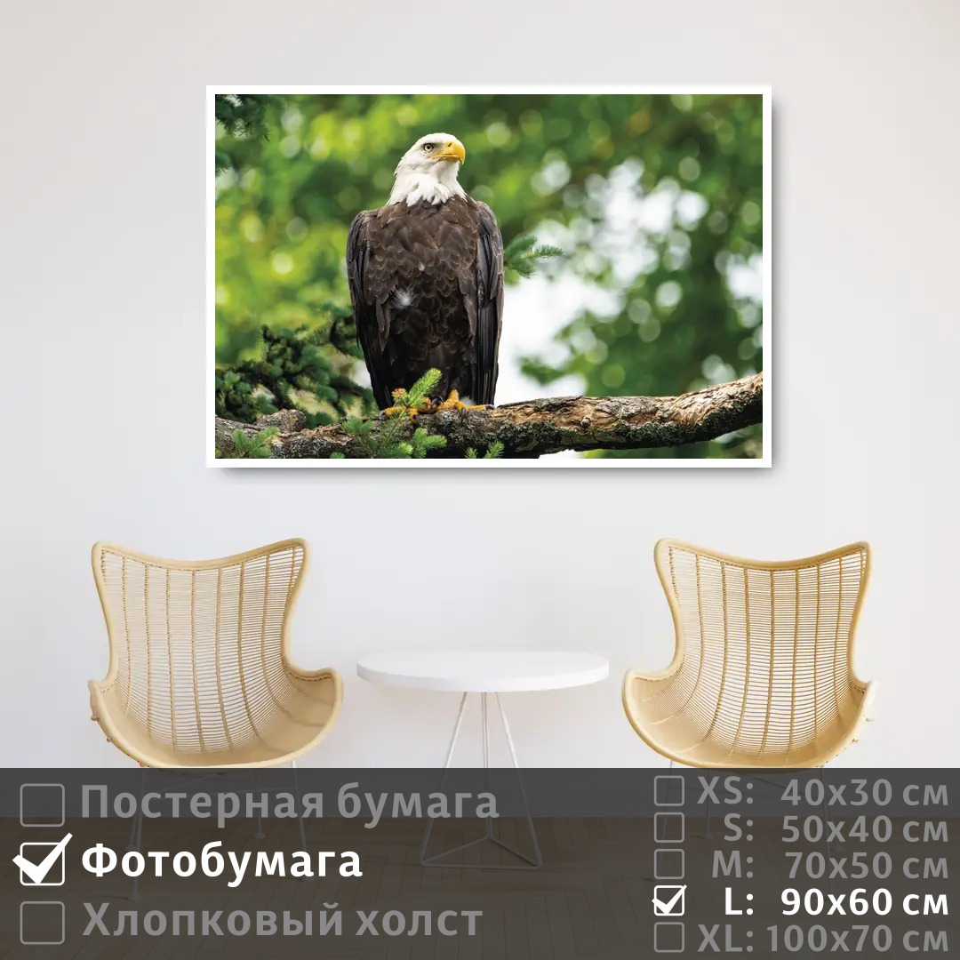 

Постер на фотобумаге ПолиЦентр Орел сидит на ветке 90х60 см, ОрелСидитНаВетке