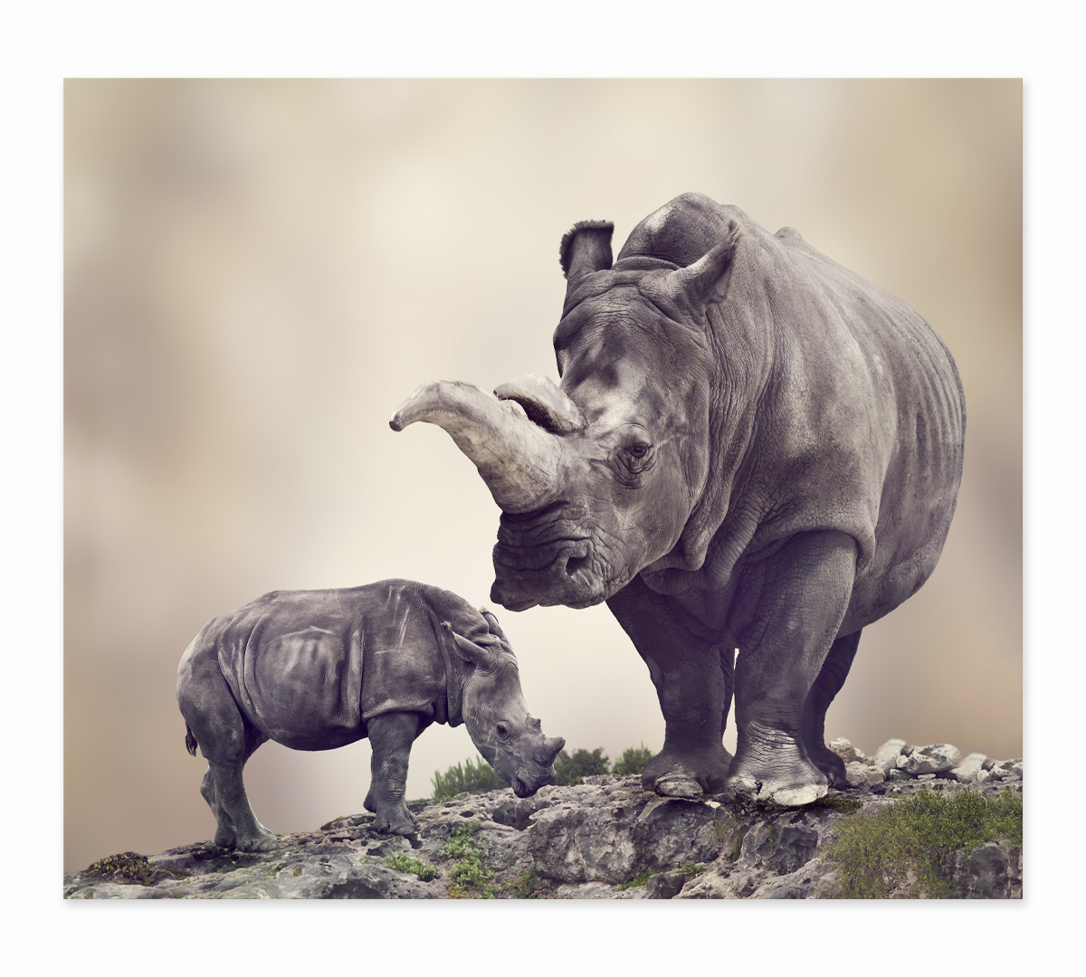 

Картина интерьерная на холсте Poly Print Art Носороги 60х50 см.