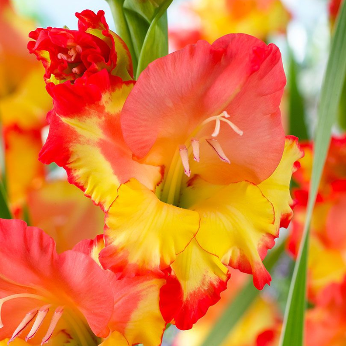 Луковицы цветов, Гладиолус, Botanica, Принцесс Маргарет Роуз, 269, 5 шт.