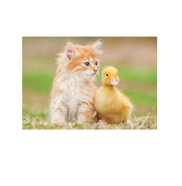 

Пазл Очаровательные друзья 500 деталей