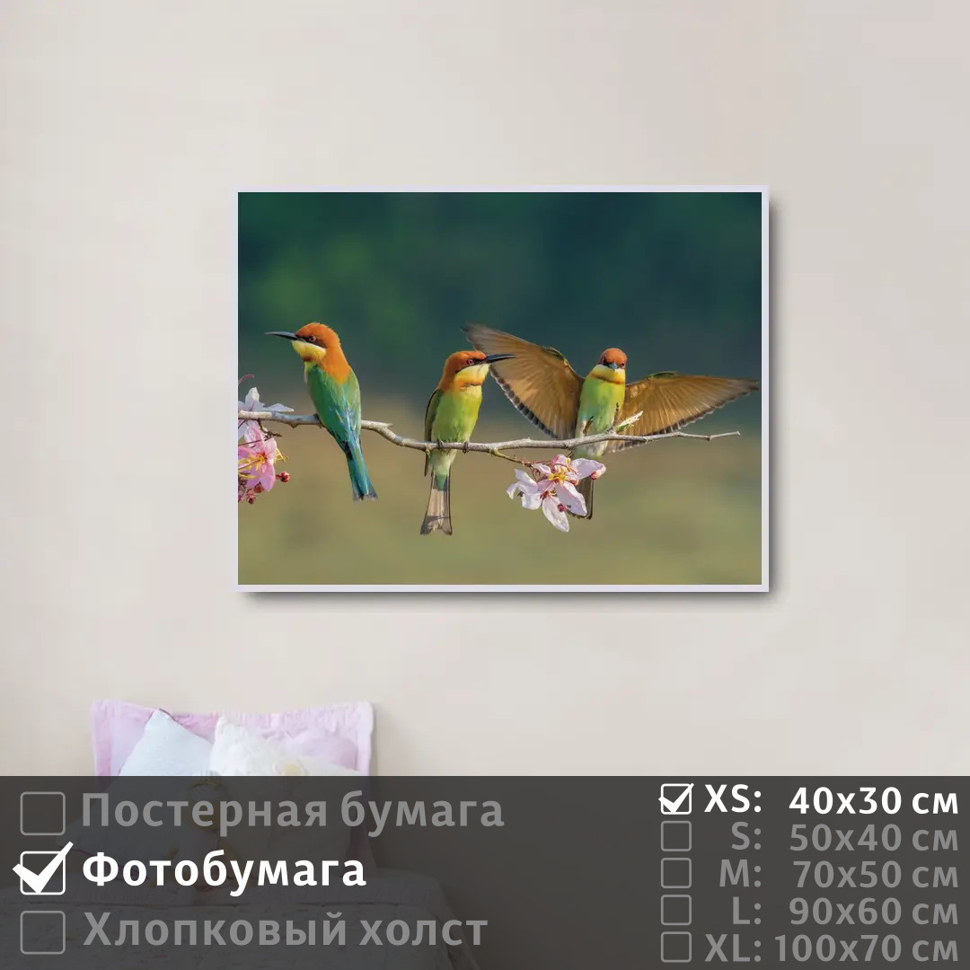 

Постер на фотобумаге ПолиЦентр Птицы пчелоеды на цветущей ветке 40х30 см, ПтицыПчелоедыНаЦветущейВетке
