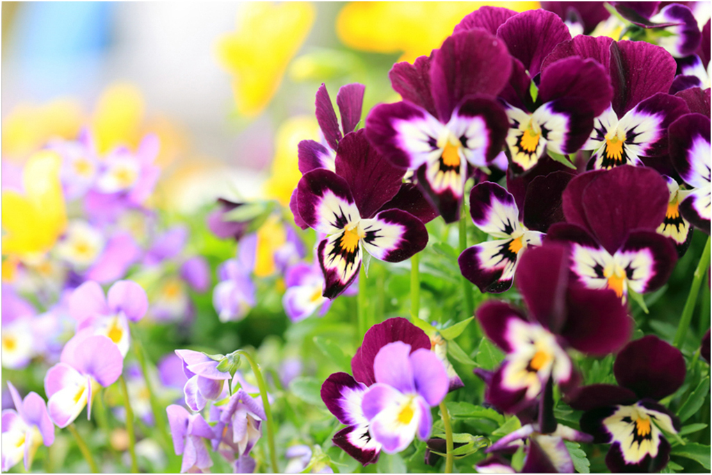 

Картина на холсте с подрамником ХитАрт Забавные цветы 100x68 см, 2269