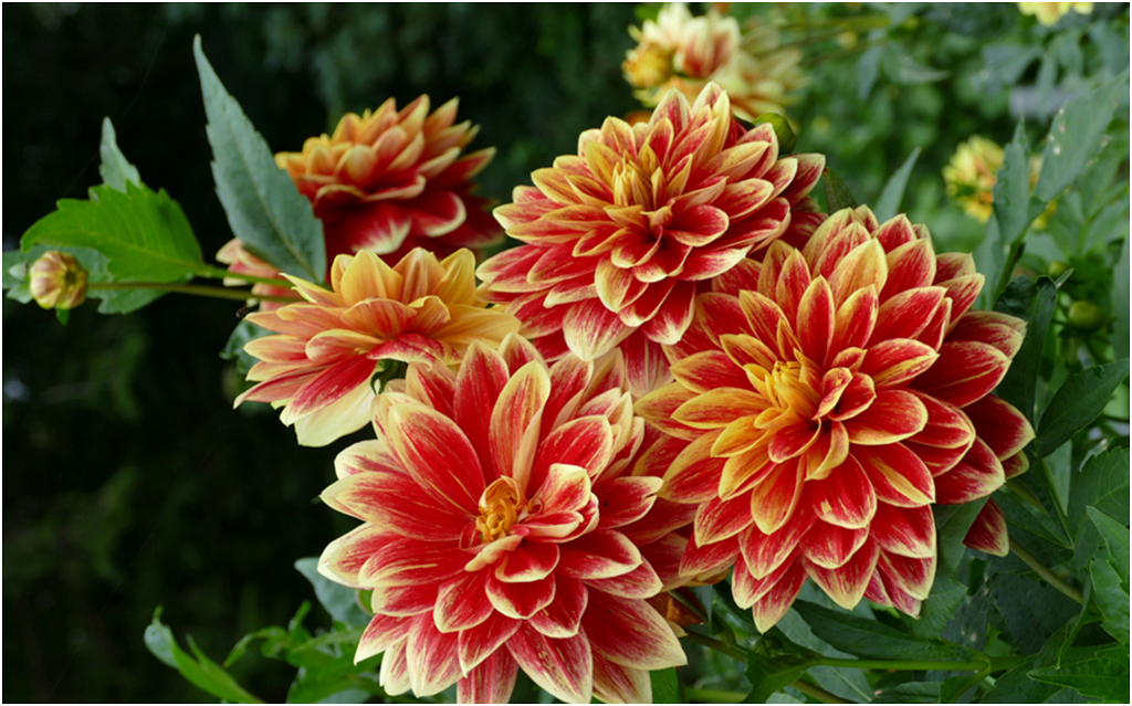 

Картина на холсте с подрамником ХитАрт Красно-желтые георгины 80x50 см, 2342