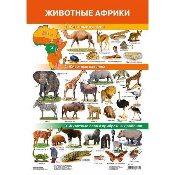 

Плакат Животные Африки 2705