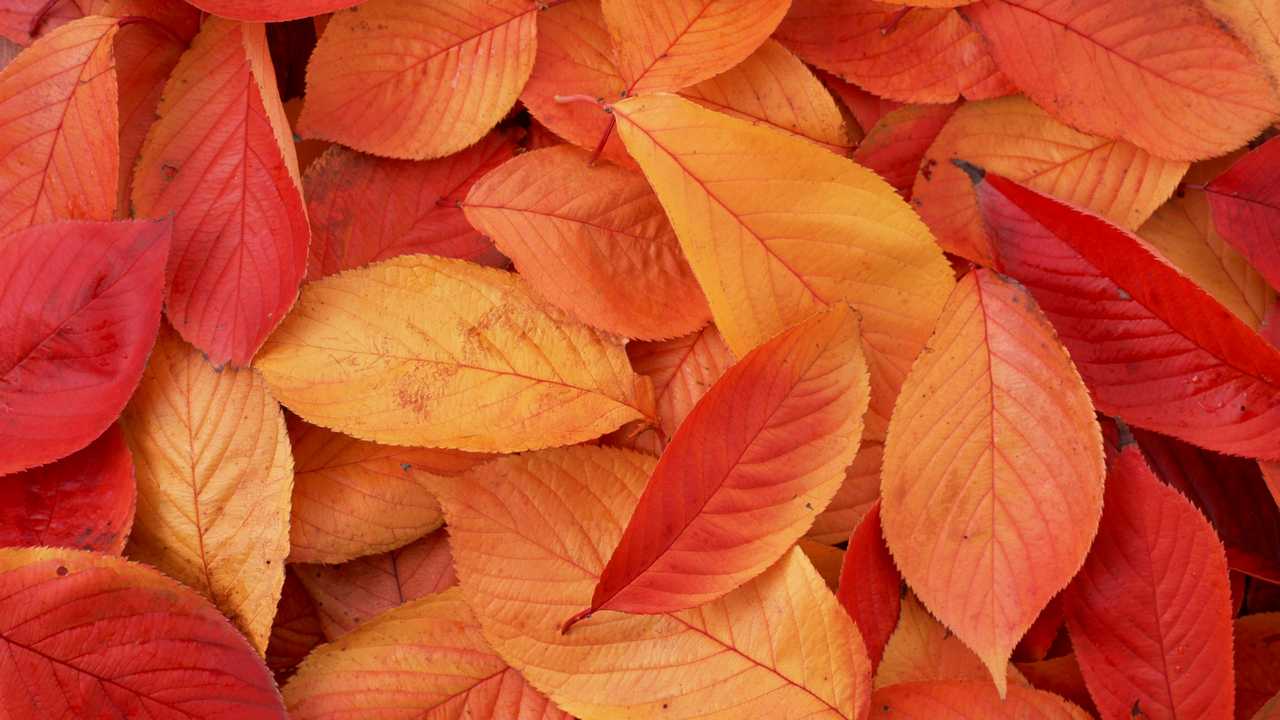 Линова 7 ыми листами. Осенние листья. Листья осенью. Оранжевый лист. Листья фон.