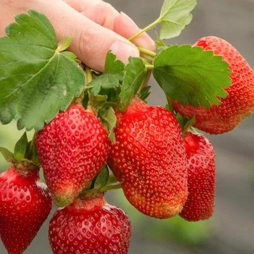 

Саженцы клубники (крупноплодной) Беккер Азия 10 шт, Саженец клубники