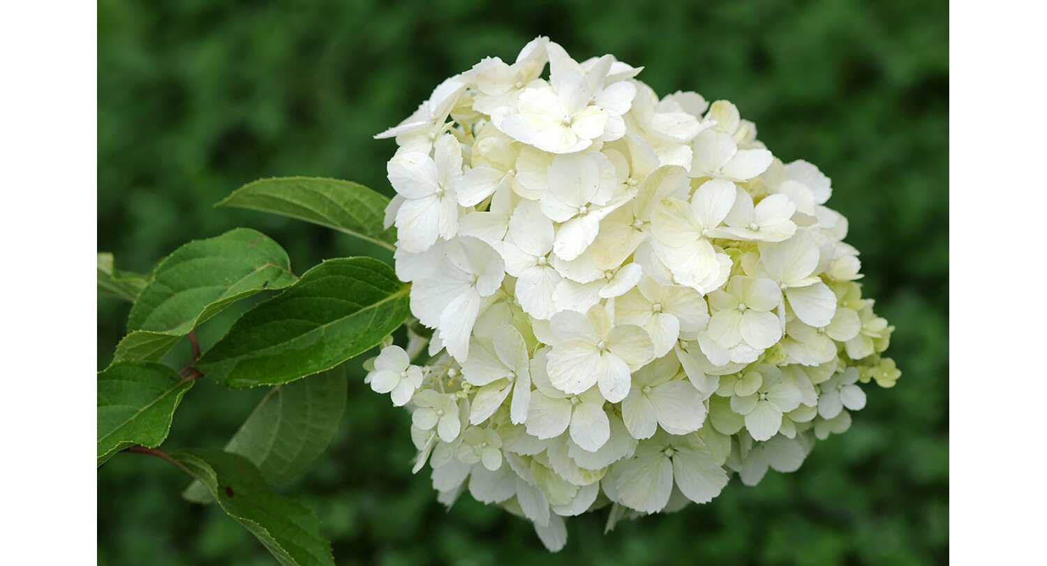 

Саженцы гортензия Blooming life Полар Бир 1 шт.