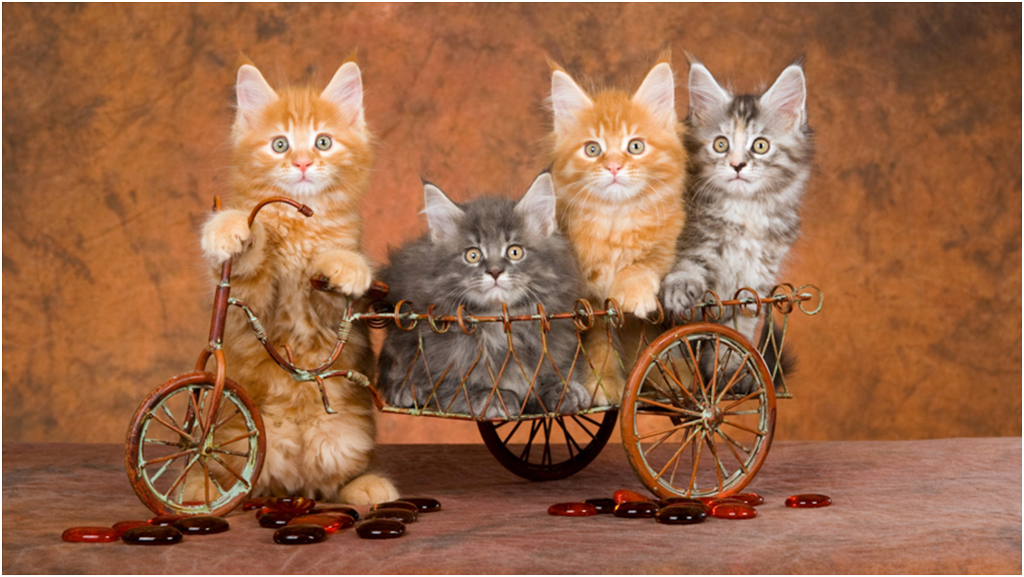 

Картина на холсте с подрамником ХитАрт Котята на велосипеде 40x23 см, 246