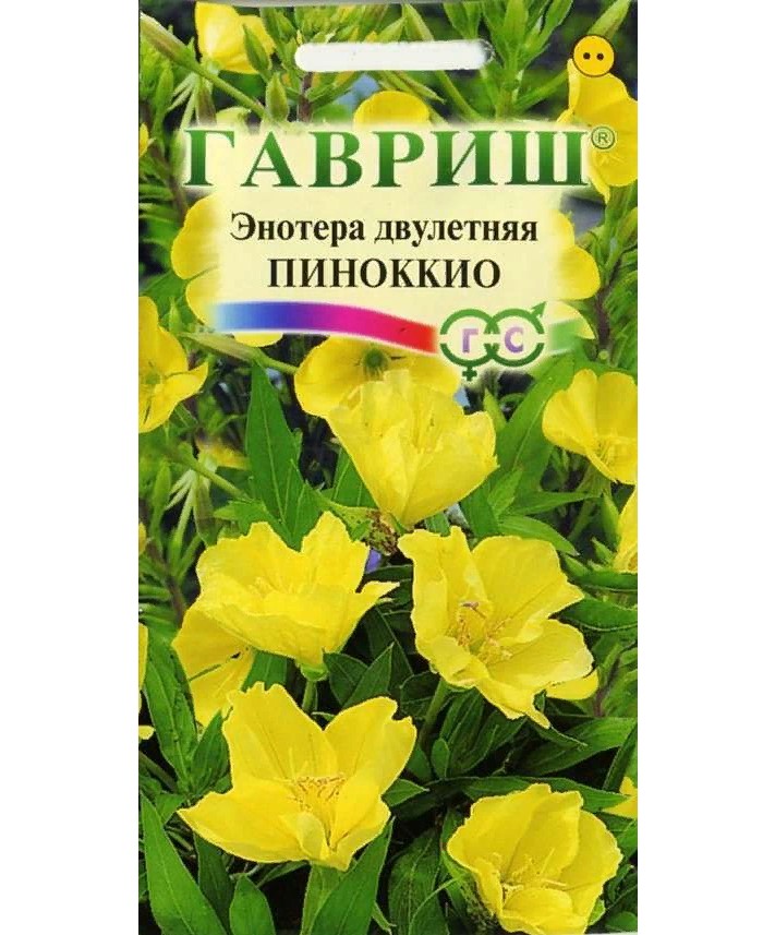 

Семена. Энотера "Пиноккио", двулетняя (вес: 0,3 г)