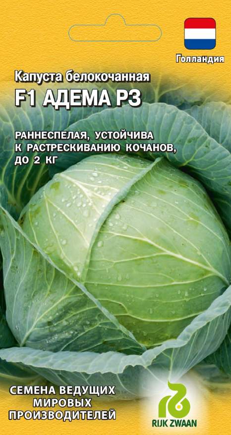 

Семена. Капуста белокочанная ранняя "Адема РЗ F1", Голландия (10 штук)