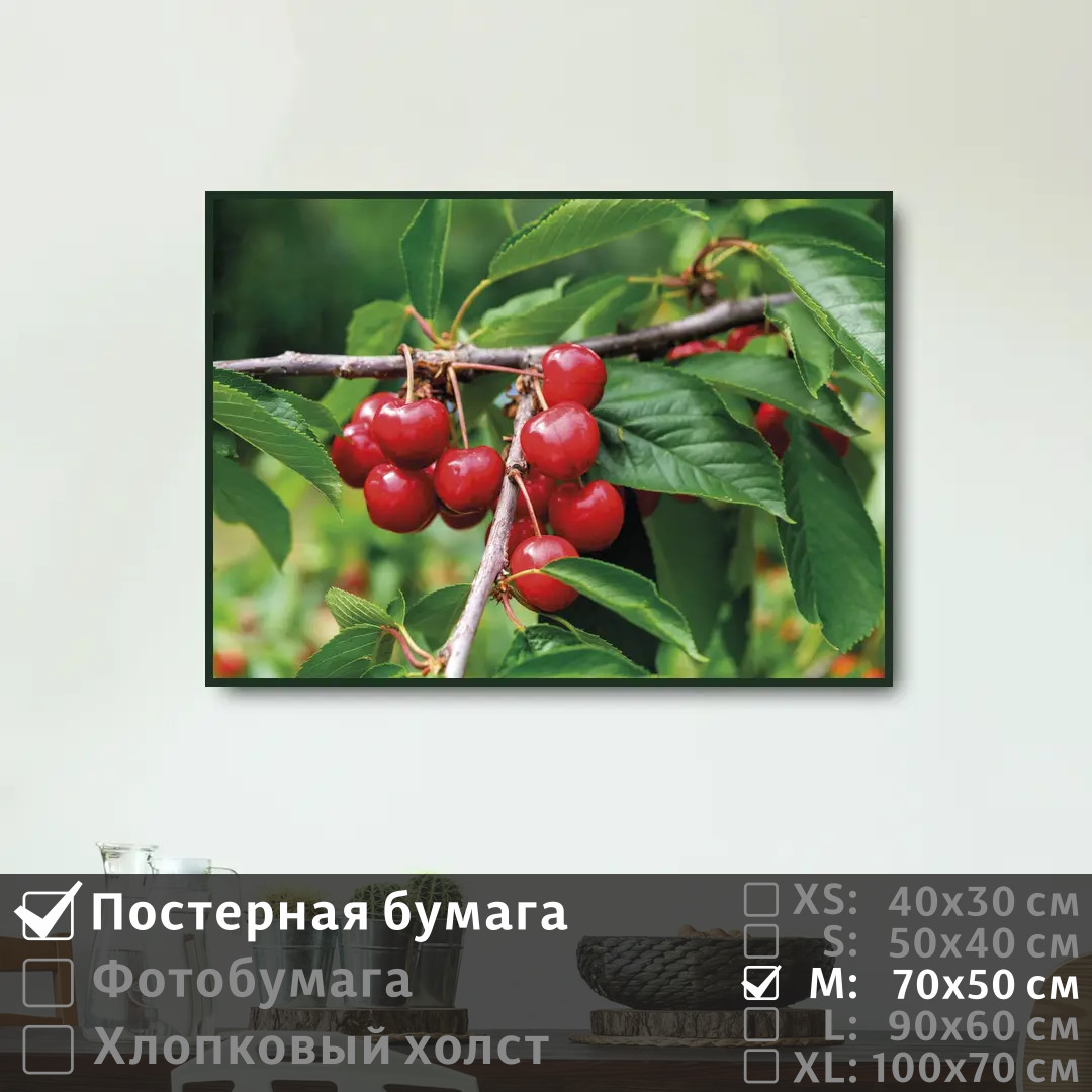

Постер на стену ПолиЦентр Летняя ветка вишни 70х50 см, ЛетняяВеткаВишни