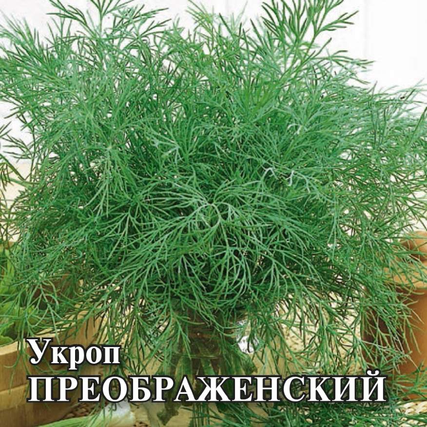

Семена. Укроп "Преображенский" (вес: 25 г)