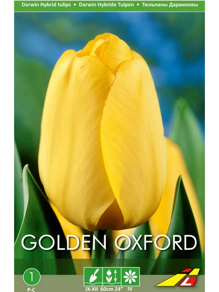

Луковицы тюльпан Golden Oxford Lefeber 5 шт.