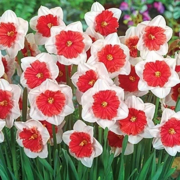 Нарцисс Lefeber Riot 5 шт