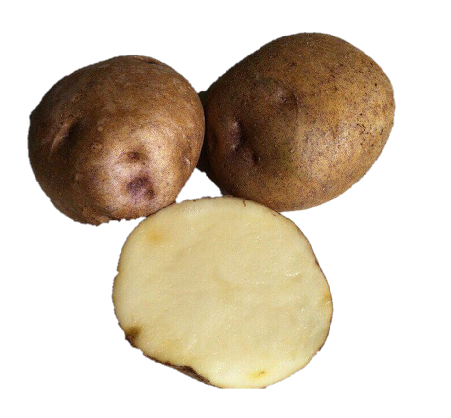 Семенной картофель синеглазка купить