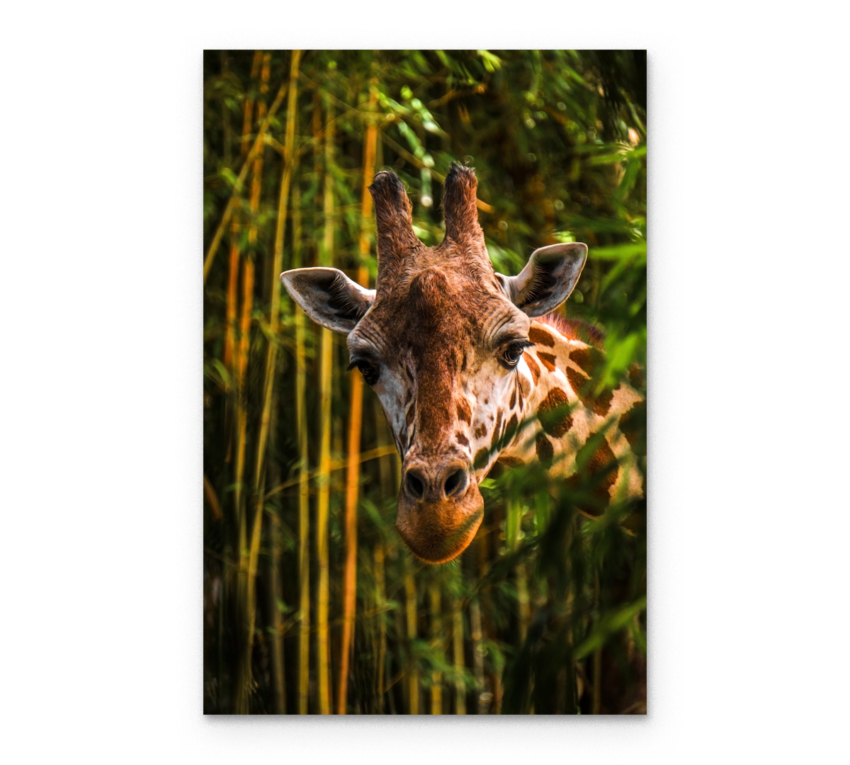 

Картина интерьерная на холсте Poly Print Art Жираф 2 70х50 см.