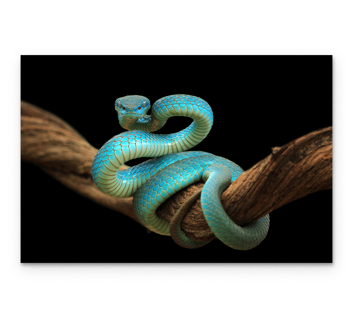 

Картина интерьерная на холсте Poly Print Art Гадюка синяя 40х60 см.