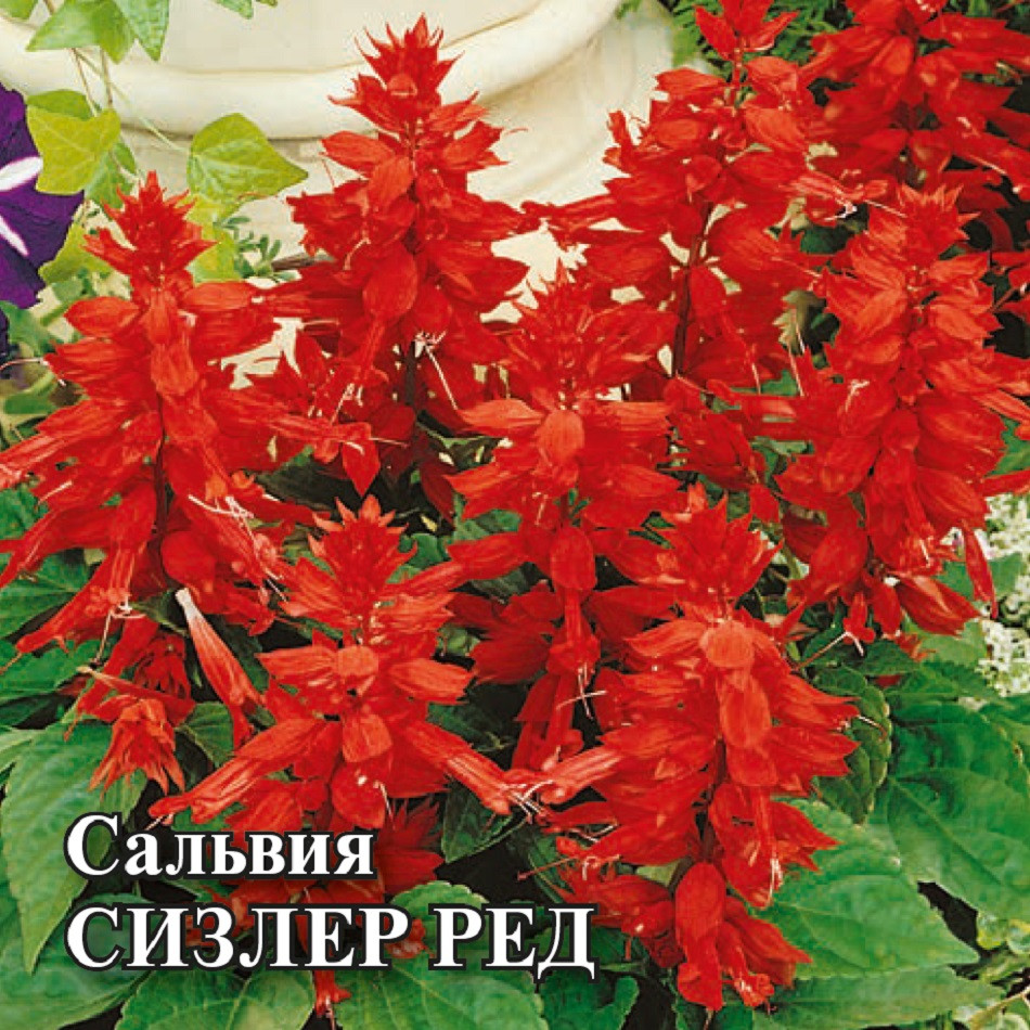 

Семена сальвия Сизлер Ред Гавриш 1071858188-1 1 уп.