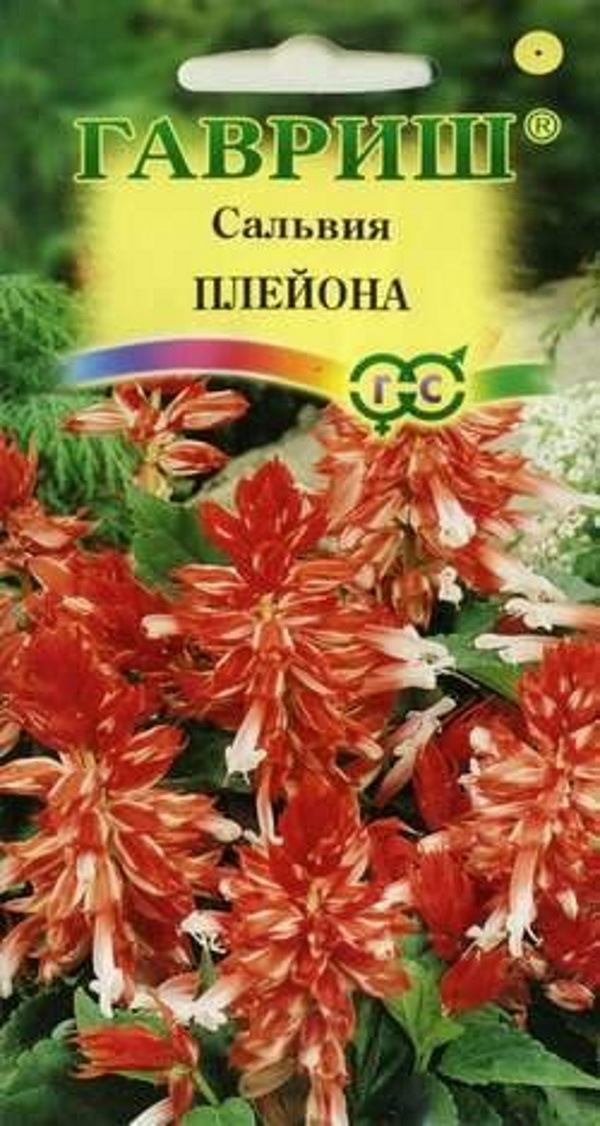 

Семена. Сальвия карликовая "Плейона" (5 штук)