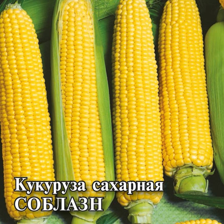 

Семена. Кукуруза сахарная "Соблазн" (вес: 50,0 г)