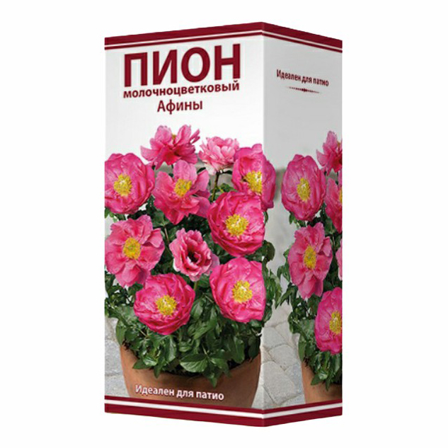 

Пион травянистый для патио в ассортименте