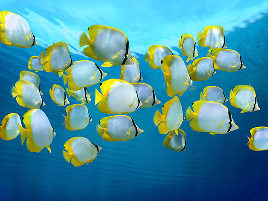 

Картина на холсте с подрамником ХитАрт Рыбки 80x60 см, 280