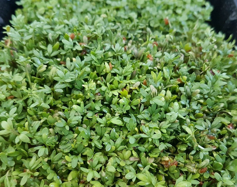 Кресс салат семена для проращивания микрозелени, 100 г х 3 шт.