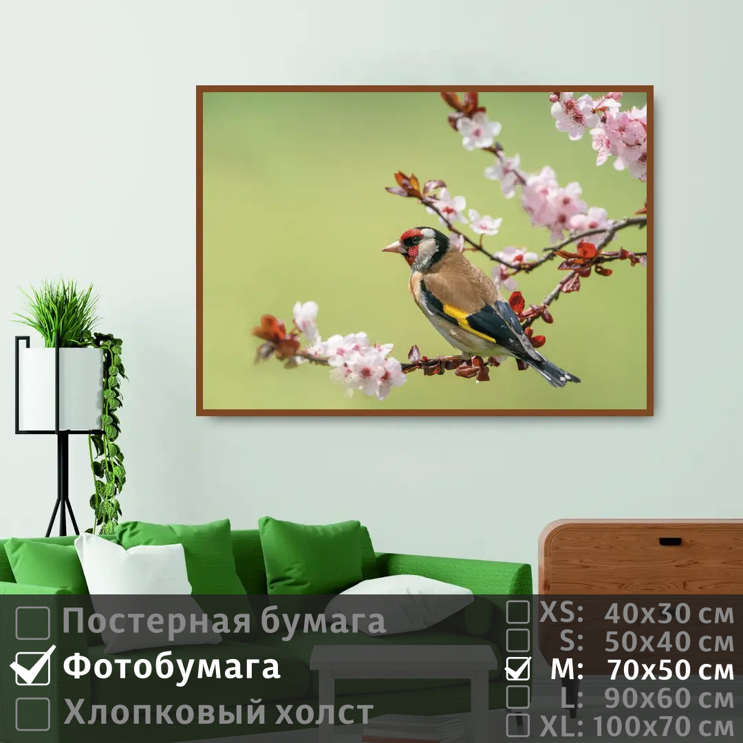 

Постер на фотобумаге ПолиЦентр Птица зяблик сидит на цветущей ветке 70х50 см, ПтицаЗябликСидитНаЦветущейВетке