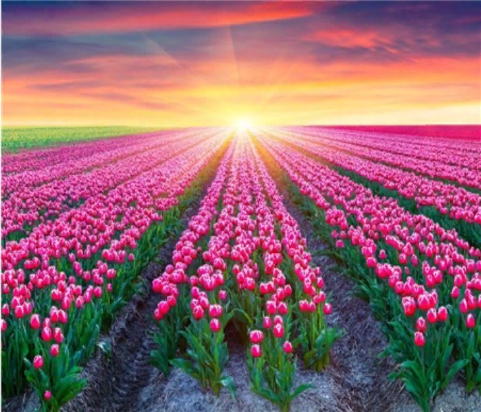 фото Алмазная мозаика картина стразами поле тюльпанов, 30х40 см nobrand