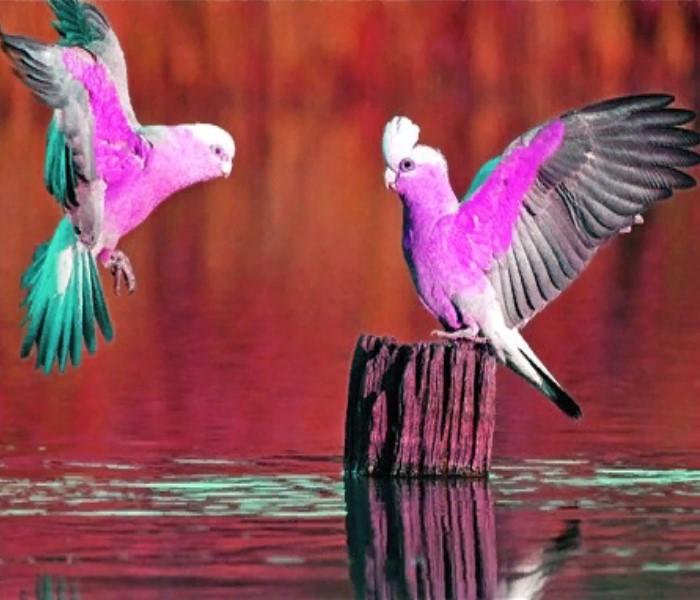 фото Алмазная мозаика картина стразами розовые попугаи, 40х50 см nobrand