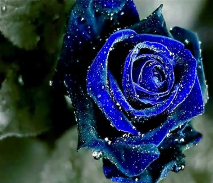 фото Алмазная мозаика картина стразами синяя роза, 40х50 см nobrand
