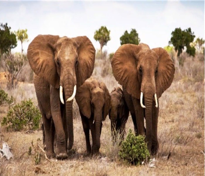 фото Алмазная мозаика картина стразами слоны, 40х50 см nobrand