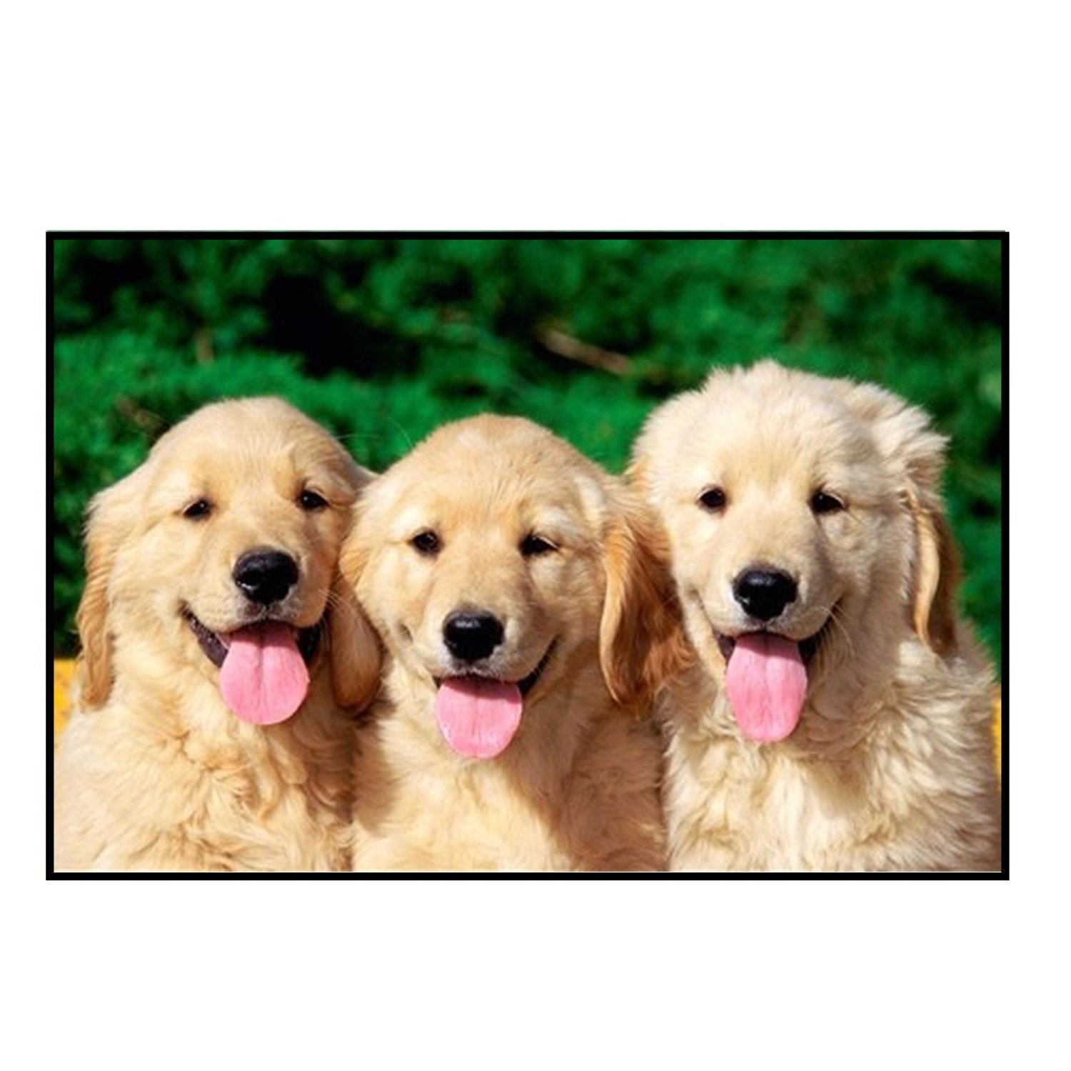 

Алмазная мозаика картина стразами Три лабрадора, 50х65 см, 00115317