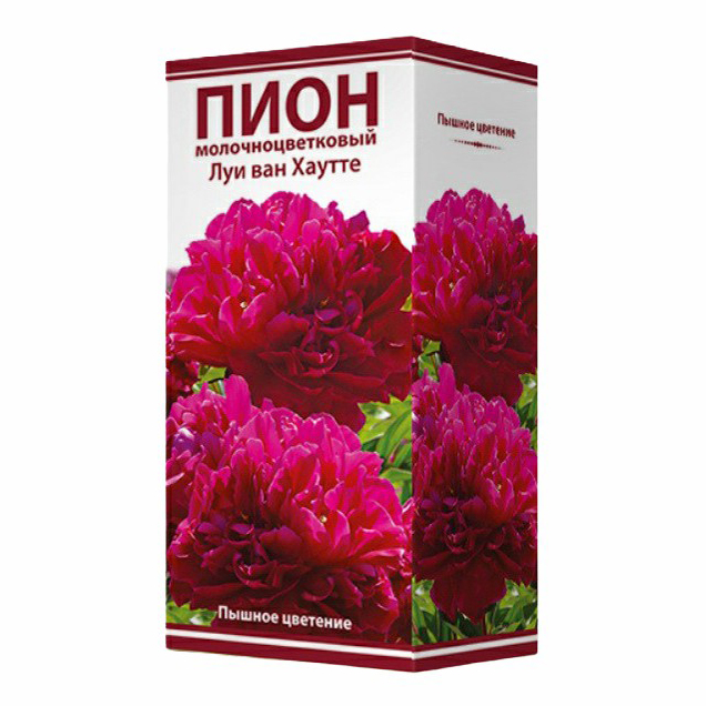 

Пион травянистый Поиск Луи ван Хаутте