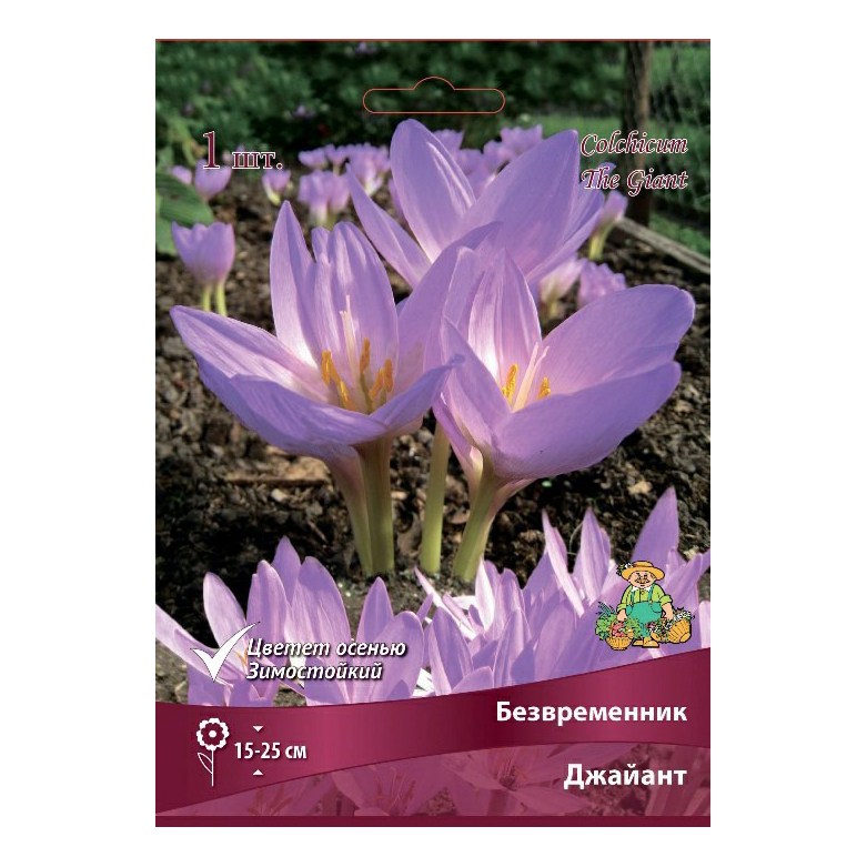 

Безвременник Поиск Джайант