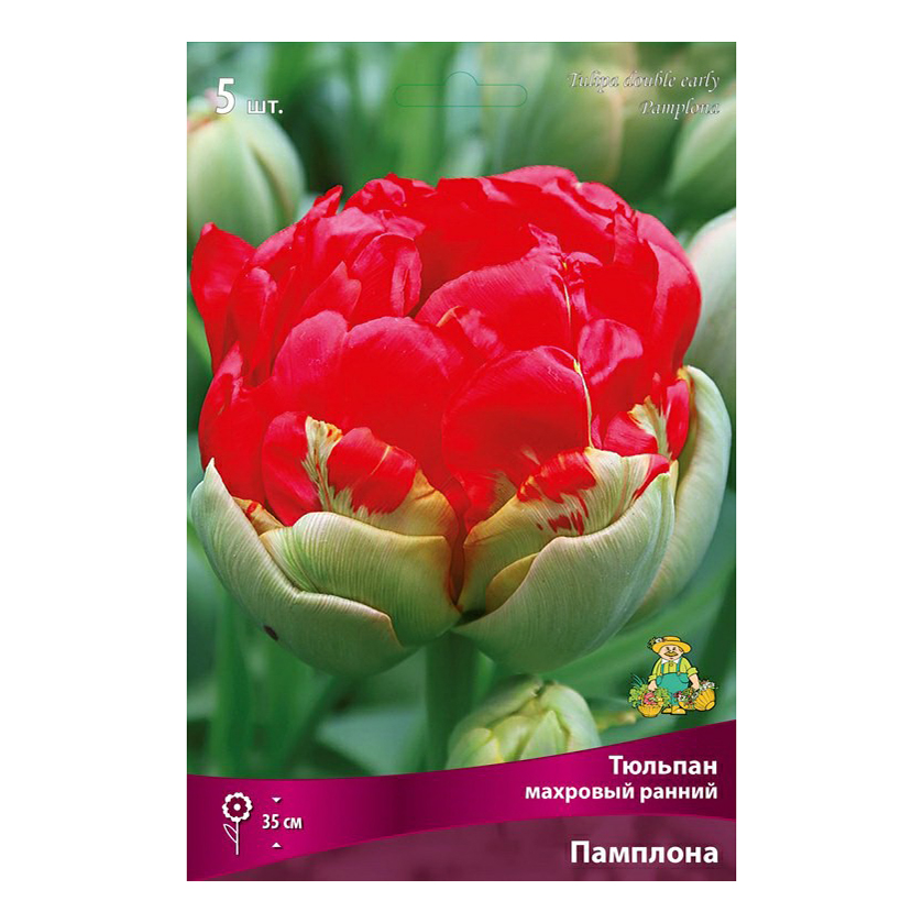 

Тюльпан Поиск Памполона 5 шт