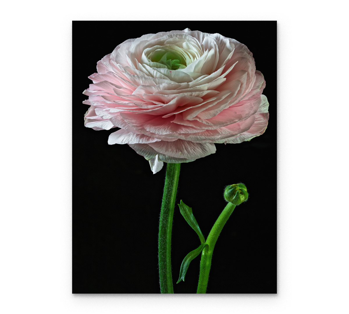 

Картина интерьерная на холсте Poly Print Art Нежная роза 50х70 см.