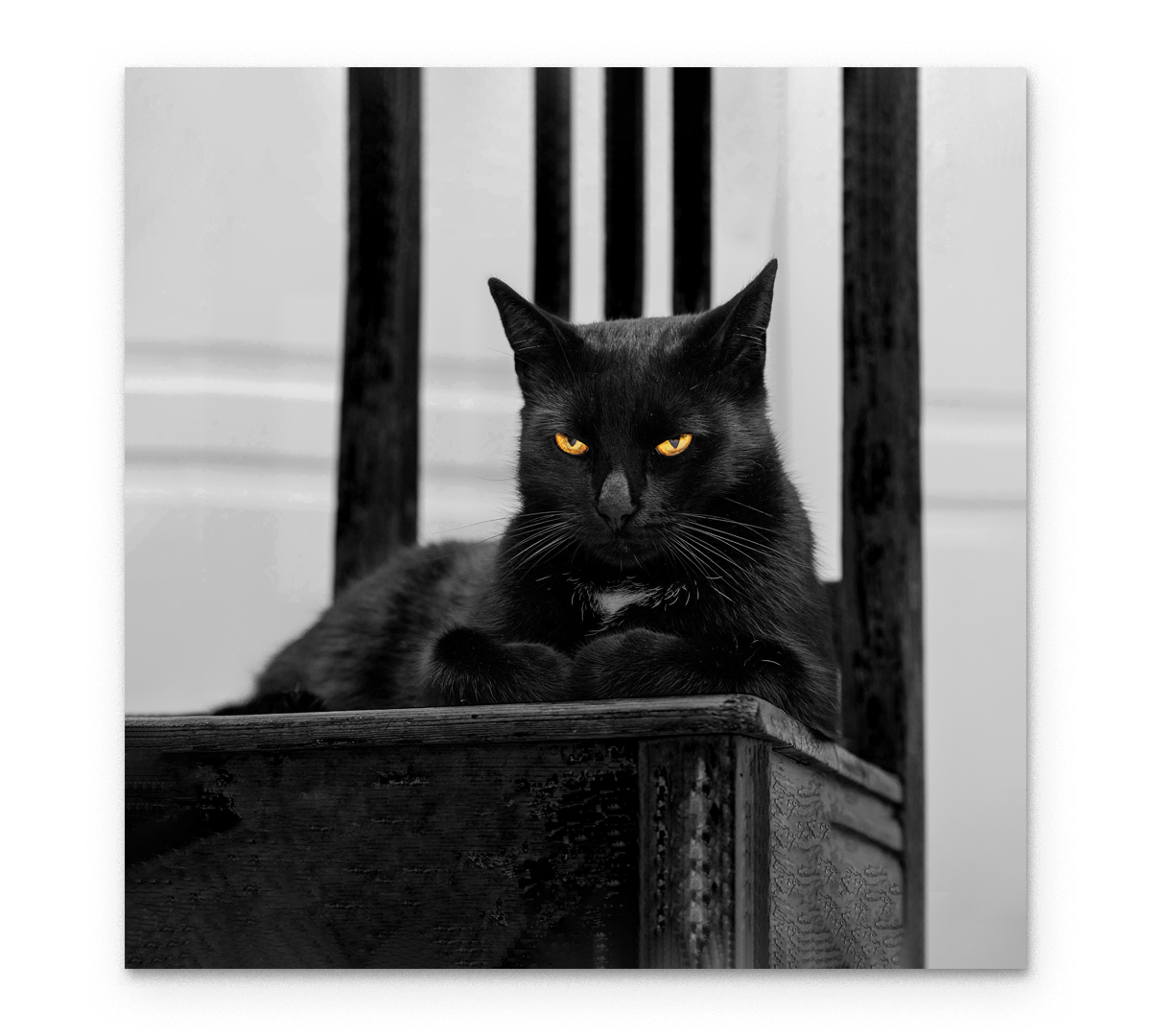 

Картина интерьерная на холсте Poly Print Art Черная кошка 70х70 см.