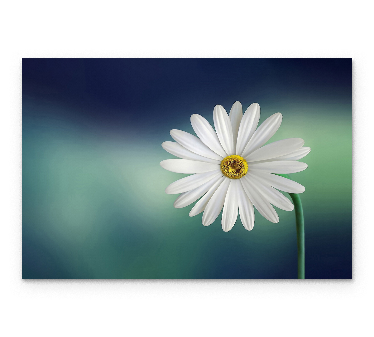 

Картина интерьерная на холсте Poly Print Art Ромашка 50х70 см.