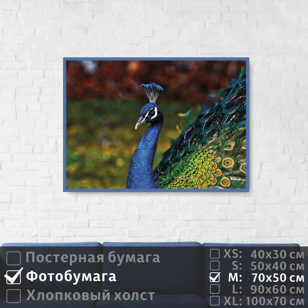 

Постер на фотобумаге ПолиЦентр Голубой павлин с красочным оперением 70х50 см, ГолубойПавлинСКрасочнымОперением