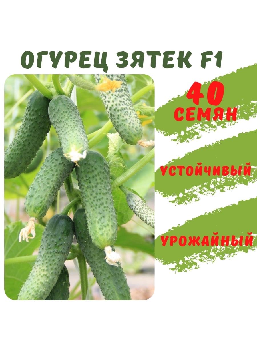 

Семена огурца Зятек F1 40 семян