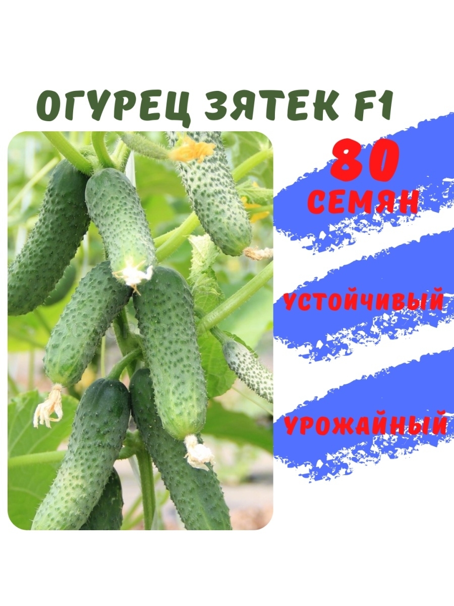 

Семена огурца Зятек F1 80 семян