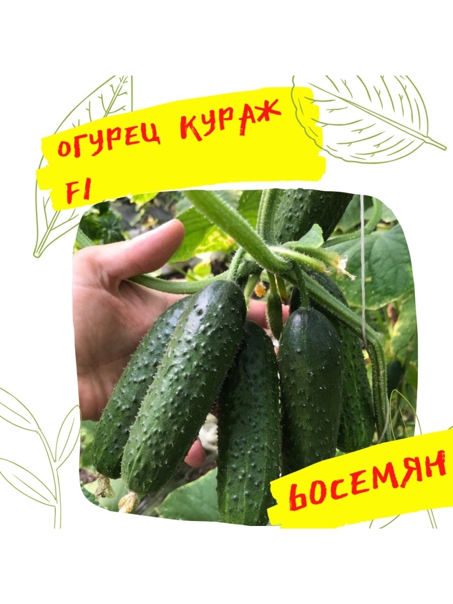 

Семена огурца Кураж F1 60 семян