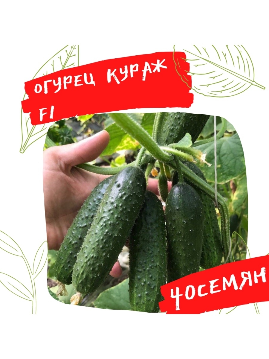 

Семена огурца КуражF1 40 семян