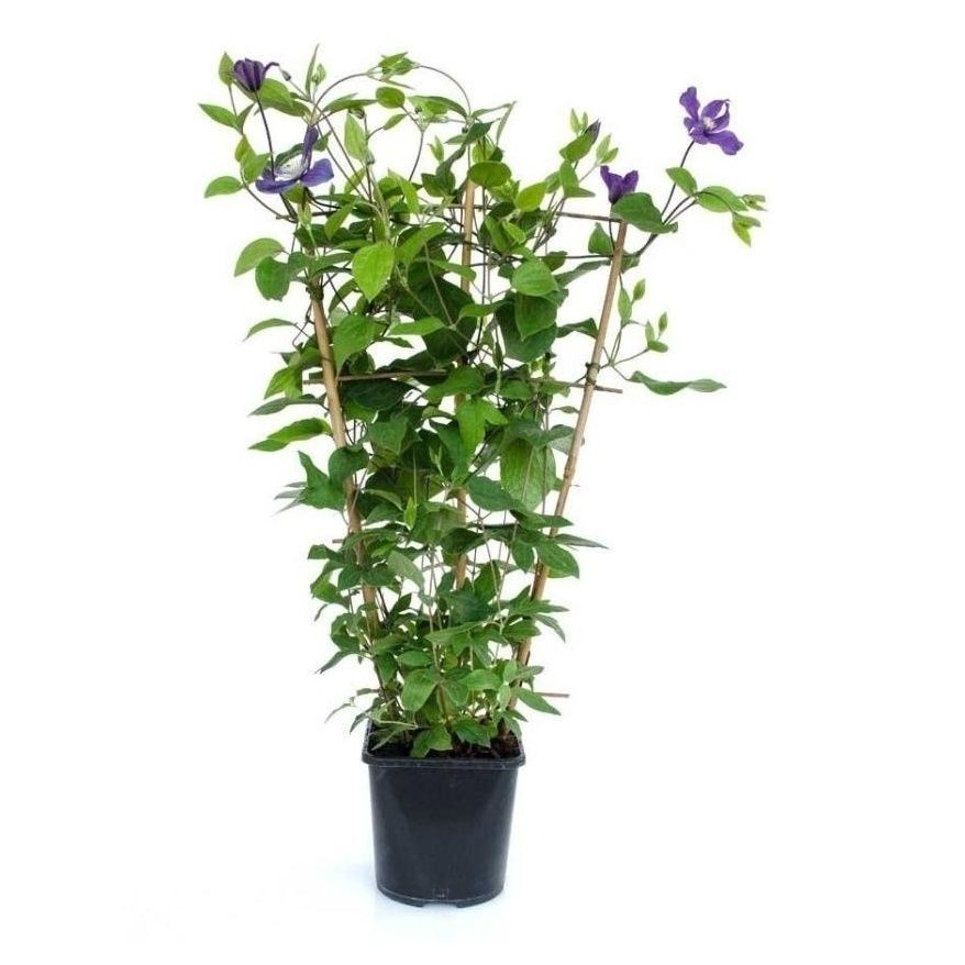 

Саженцы клематис Оберек PlantMarket 1 шт.